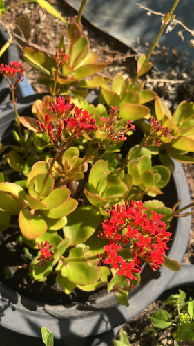 Flor da Fortuna (Kalanchoe)