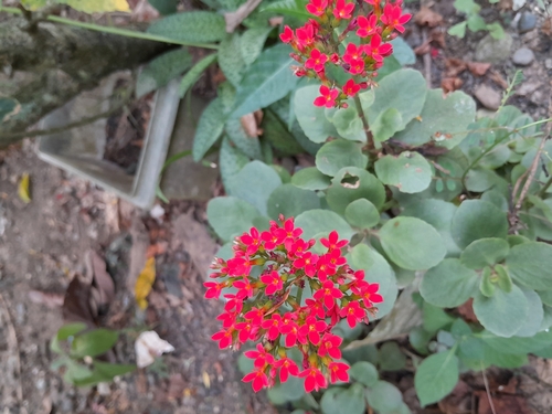 Flor da Fortuna (Kalanchoe)