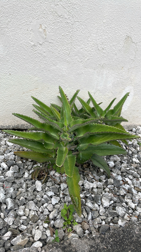 Mãe de Milhares (Mother of Thousands)