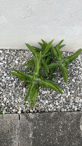 Mãe de Milhares (Mother of Thousands)