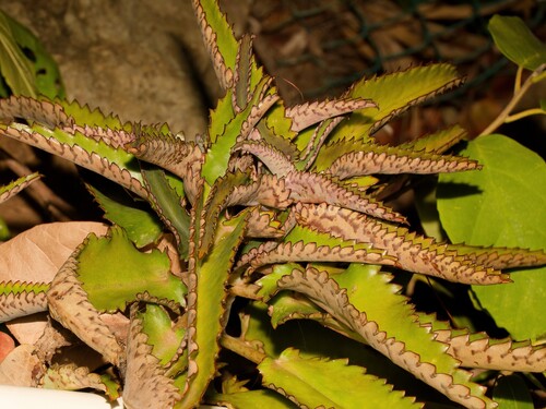 Mãe de Milhares (Mother of Thousands)