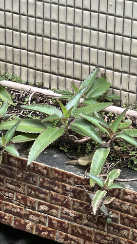 Mãe de Milhares (Mother of Thousands)