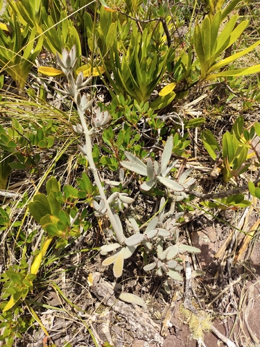 Orelha de Gato (Panda Plant)