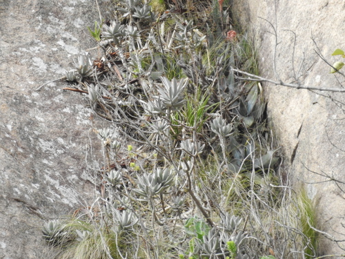 Orelha de Gato (Panda Plant)