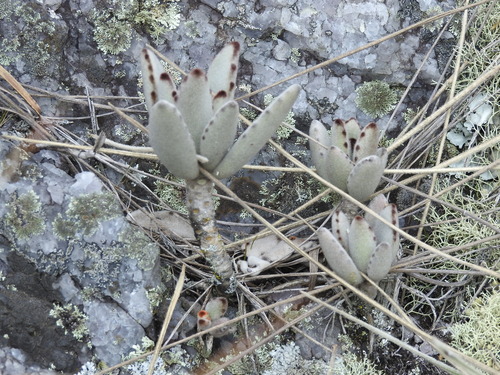 Orelha de Gato (Panda Plant)