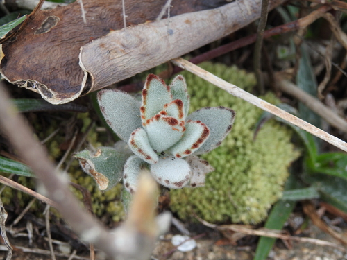 Orelha de Gato (Panda Plant)