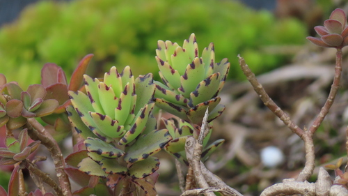 Kalanchoe Variegada