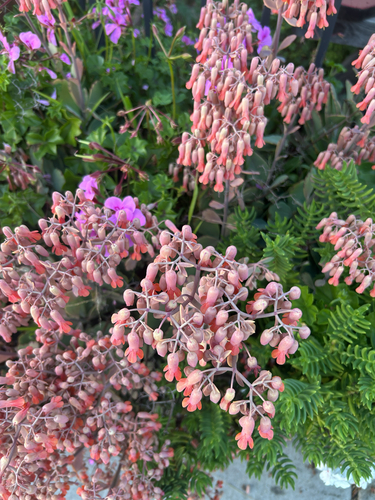 Kalanchoe Variegada