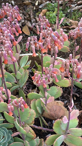 Kalanchoe Variegada