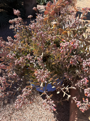 Kalanchoe Variegada