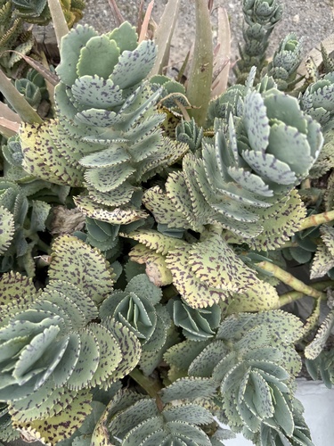 Kalanchoe Pintada
