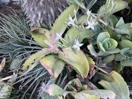 Kalanchoe Pintada