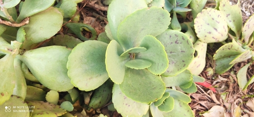 Kalanchoe Pintada