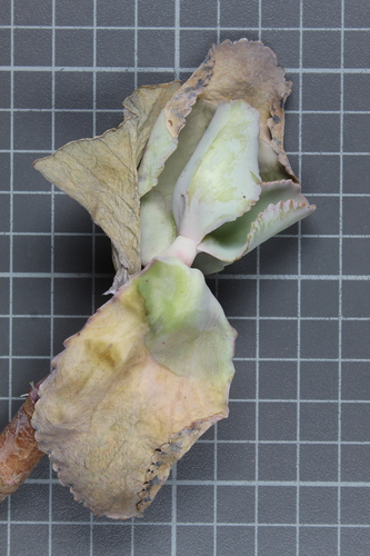 Kalanchoe Pintada
