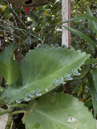 Kalanchoe Orelha de Burro