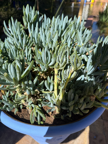 Senecio Azul (Blue Chalksticks)