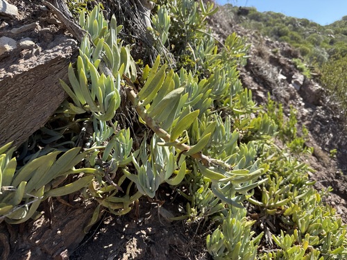Senecio Azul (Blue Chalksticks)