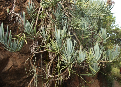 Senecio Azul (Blue Chalksticks)