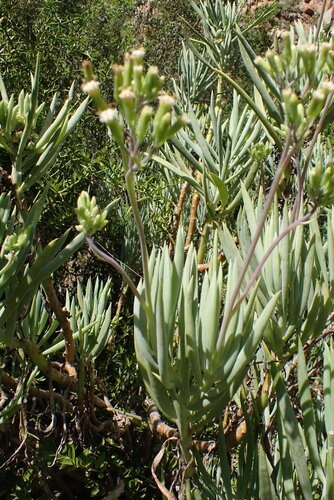 Senecio Azul (Blue Chalksticks)