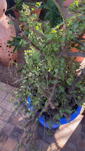 Arbusto de Elefante (Portulacaria)