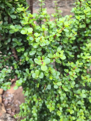 Arbusto de Elefante (Portulacaria)