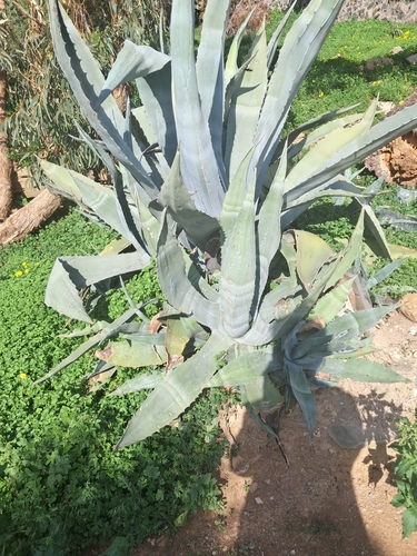 Agave Azul (Agave americana)