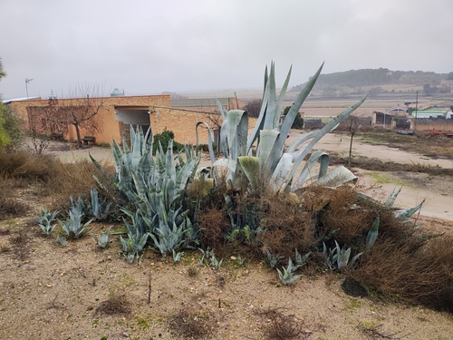 Agave Azul (Agave americana)