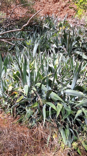 Agave Azul (Agave americana)