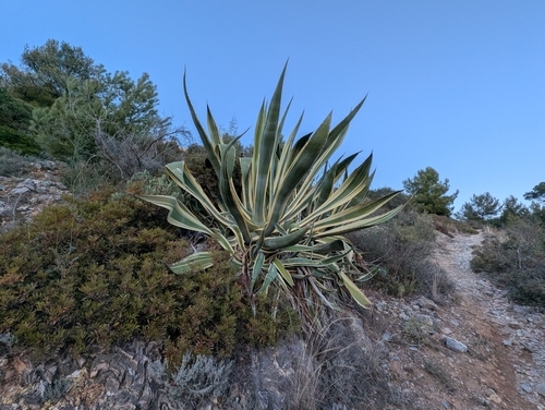Agave Azul (Agave americana)