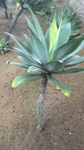 Agave Dragão (Pescoço de Cisne)