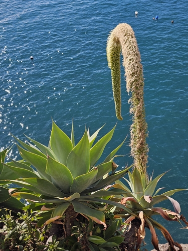 Agave Dragão (Pescoço de Cisne)