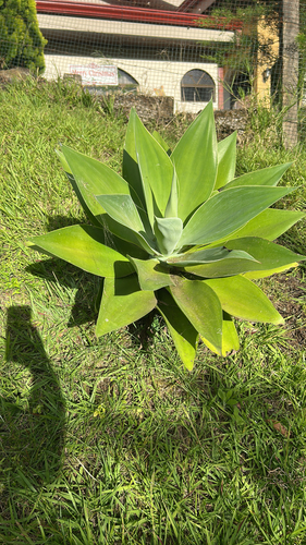 Agave Dragão (Pescoço de Cisne)