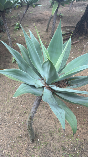 Agave Dragão (Pescoço de Cisne)