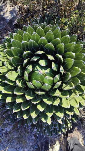 Agave Rainha Vitória