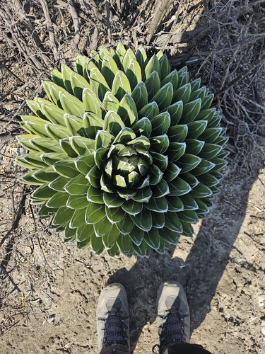 Agave Rainha Vitória