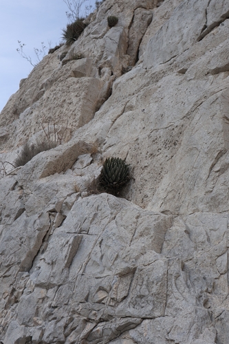 Agave Rainha Vitória