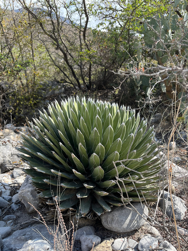 Agave Rainha Vitória