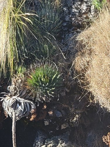 Agave de Fios
