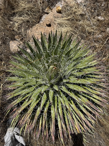 Agave de Fios