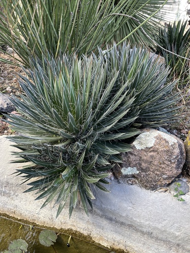 Agave de Fios
