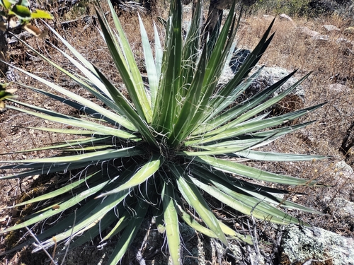Agave de Fios
