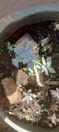 Planta Fantasma