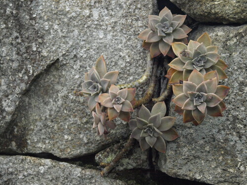 Planta Fantasma
