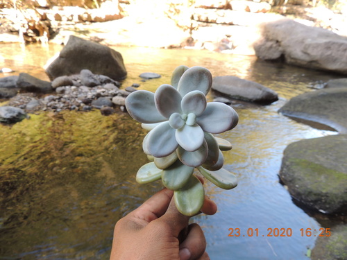 Pedra da Lua Ametista