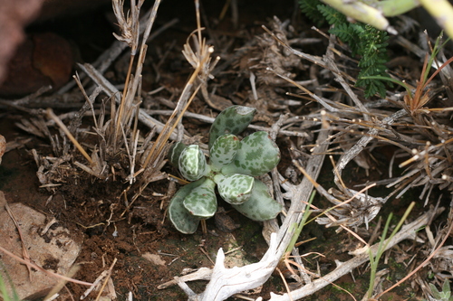 Patinha de Rã (Adromischus)