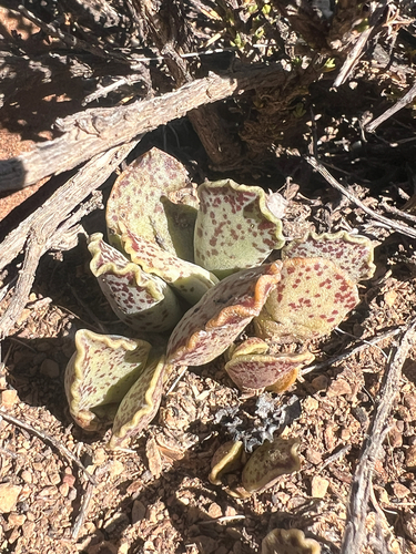 Patinha de Rã (Adromischus)