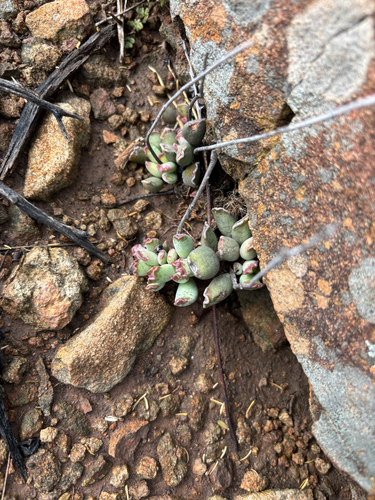 Patinha de Rã (Adromischus)