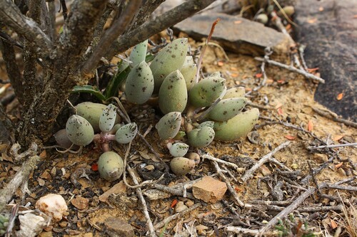 Patinha de Rã (Adromischus)