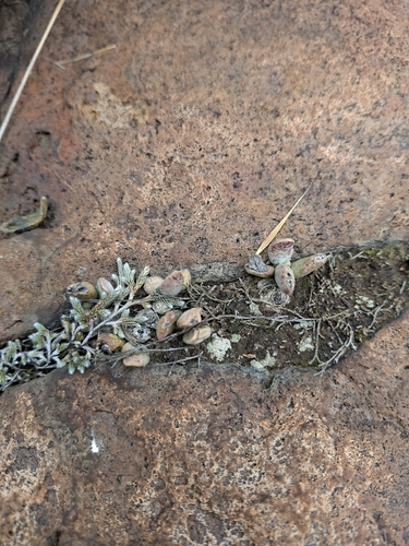 Adromischus Festivus