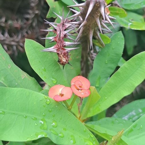Coroa de Cristo (Euphorbia milii)